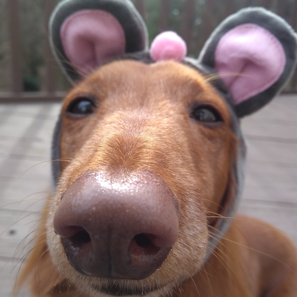 Meet your Posher, Kathy - Picture 1 of 1